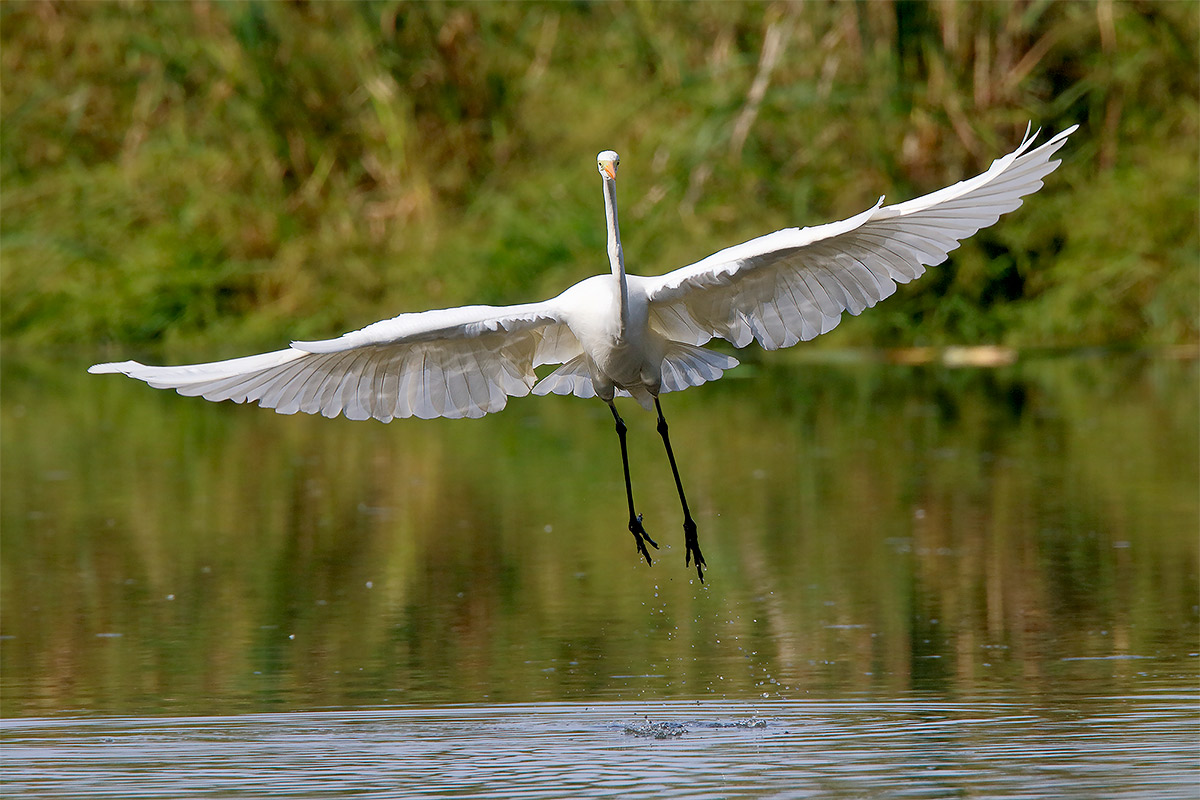 Ad ali spiegate, il sogno di Icaro.